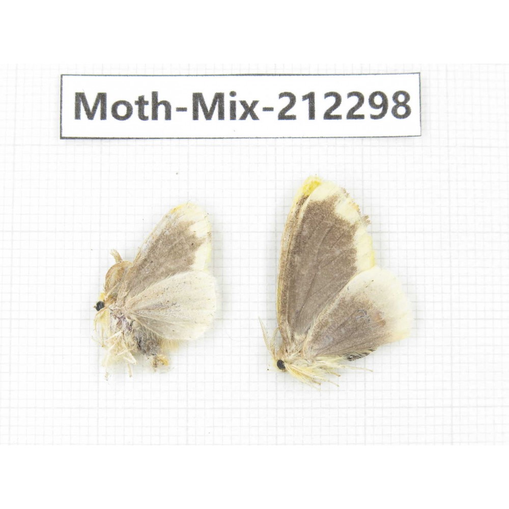 Moths sp. China, Tibet, Linzhi, Bomi county. 2Pcs. Moth-Mix-212298.