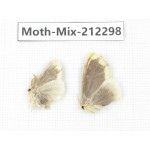 Moths sp. China, Tibet, Linzhi, Bomi county. 2Pcs. Moth-Mix-212298.