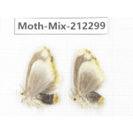Moths sp. China, Tibet, Linzhi, Bomi county. 2Pcs. Moth-Mix-212299.