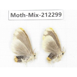 Moths sp. China, Tibet, Linzhi, Bomi county. 2Pcs. Moth-Mix-212299.