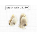 Moths sp. China, Tibet, Linzhi, Bomi county. 2Pcs. Moth-Mix-212300.