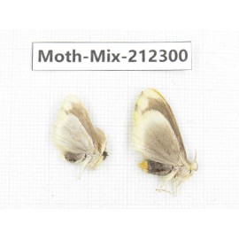 Moths sp. China, Tibet, Linzhi, Bomi county. 2Pcs. Moth-Mix-212300.