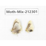 Moths sp. China, Tibet, Linzhi, Bomi county. 2Pcs. Moth-Mix-212301.