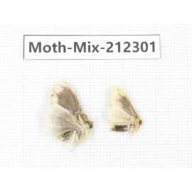 Moths sp. China, Tibet, Linzhi, Bomi county. 2Pcs. Moth-Mix-212301.