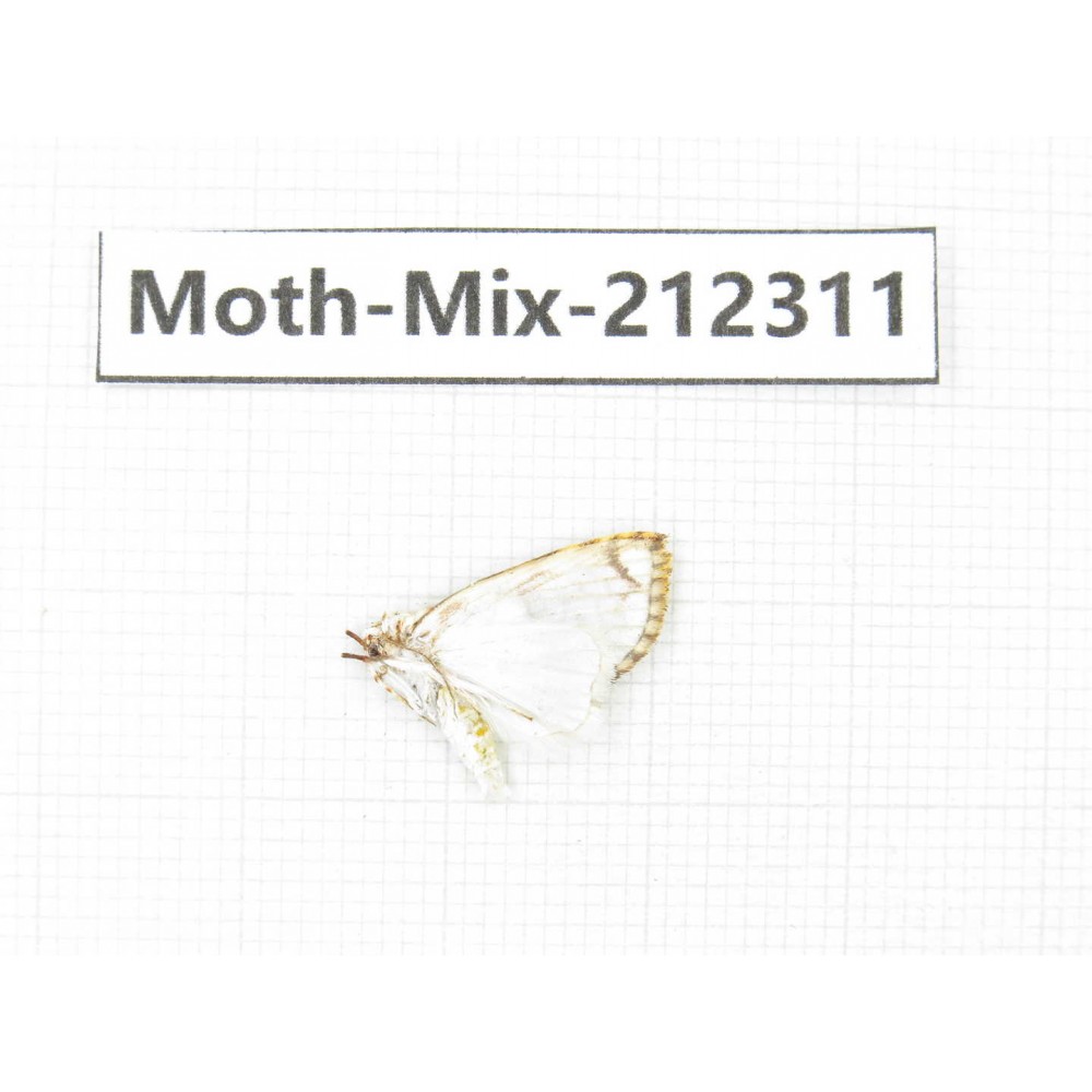Moths sp. China, Tibet, Linzhi, Bomi county. 1Pcs. Moth-Mix-212311.