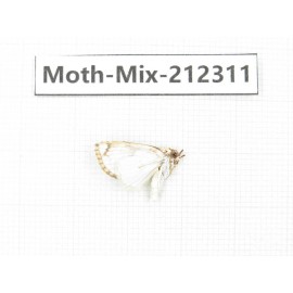 Moths sp. China, Tibet, Linzhi, Bomi county. 1Pcs. Moth-Mix-212311.