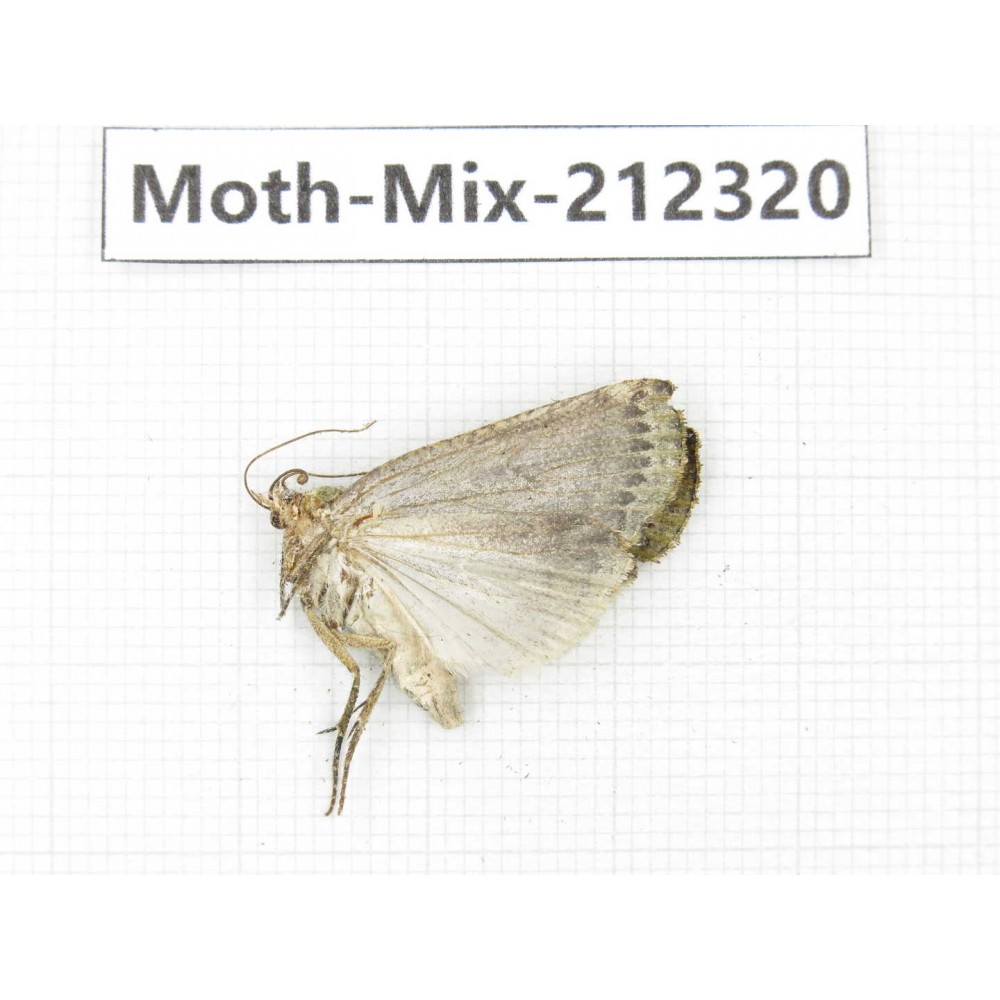Moths sp. China, Tibet, Linzhi, Bomi county. 1Pcs. Moth-Mix-212320.