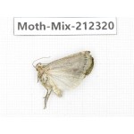 Moths sp. China, Tibet, Linzhi, Bomi county. 1Pcs. Moth-Mix-212320.