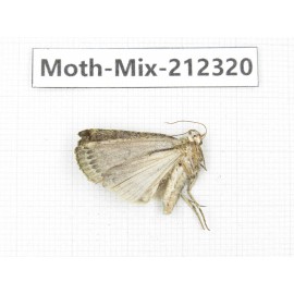 Moths sp. China, Tibet, Linzhi, Bomi county. 1Pcs. Moth-Mix-212320.