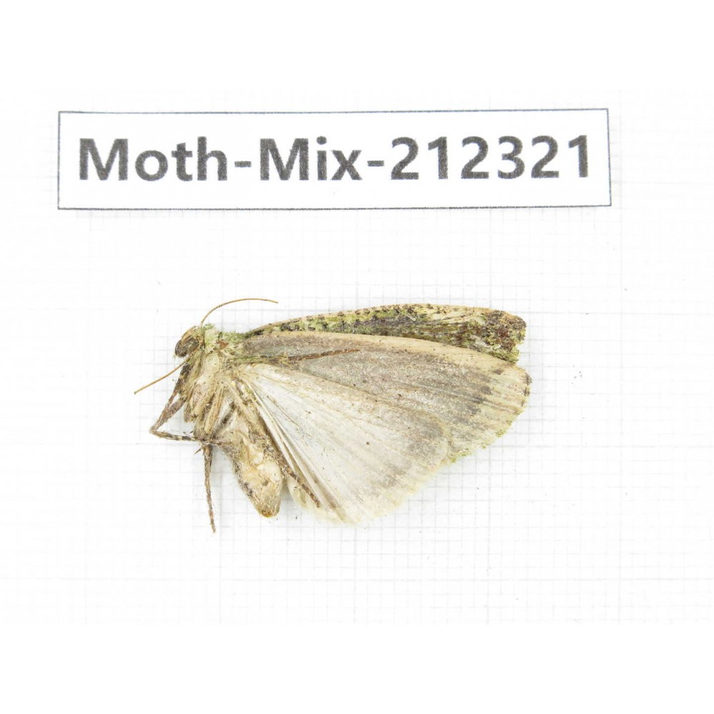 Moths sp. China, Tibet, Linzhi, Bomi county. 1Pcs. Moth-Mix-212321.