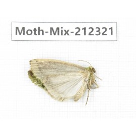 Moths sp. China, Tibet, Linzhi, Bomi county. 1Pcs. Moth-Mix-212321.