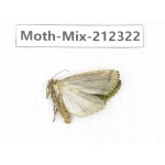 Moths sp. China, Tibet, Linzhi, Bomi county. 1Pcs. Moth-Mix-212322.