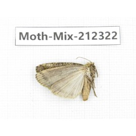 Moths sp. China, Tibet, Linzhi, Bomi county. 1Pcs. Moth-Mix-212322.