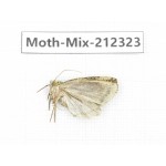 Moths sp. China, Tibet, Linzhi, Bomi county. 1Pcs. Moth-Mix-212323.