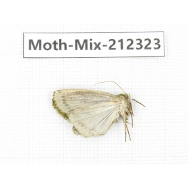 Moths sp. China, Tibet, Linzhi, Bomi county. 1Pcs. Moth-Mix-212323.
