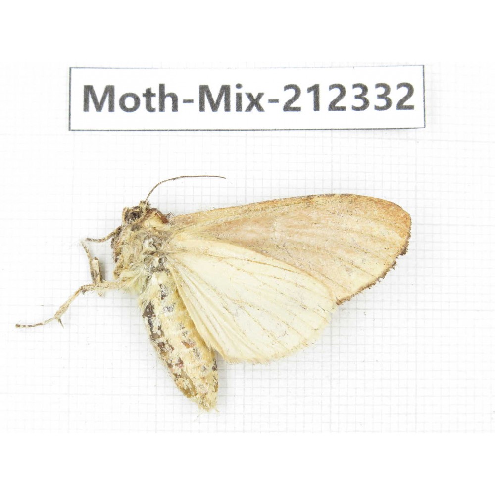 Moths sp. China, Tibet, Linzhi, Bomi county. 1Pcs. Moth-Mix-212332.