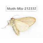 Moths sp. China, Tibet, Linzhi, Bomi county. 1Pcs. Moth-Mix-212332.