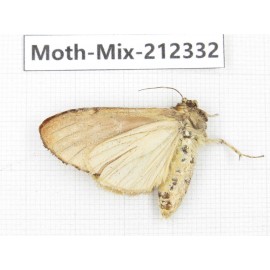 Moths sp. China, Tibet, Linzhi, Bomi county. 1Pcs. Moth-Mix-212332.