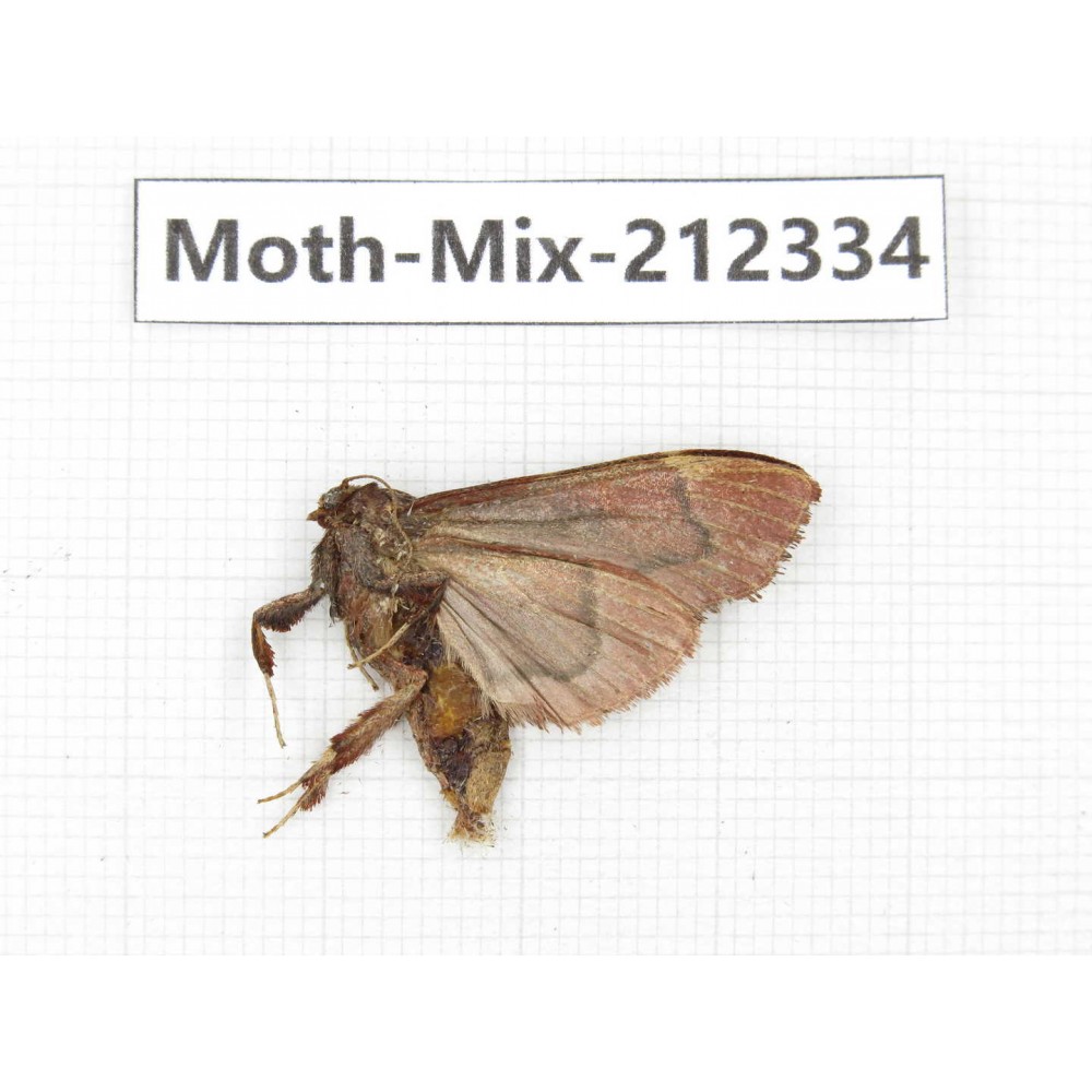 Moths sp. China, Tibet, Linzhi, Bomi county. 1Pcs. Moth-Mix-212334.