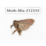 Moths sp. China, Tibet, Linzhi, Bomi county. 1Pcs. Moth-Mix-212334.