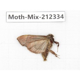 Moths sp. China, Tibet, Linzhi, Bomi county. 1Pcs. Moth-Mix-212334.