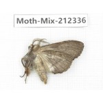 Moths sp. China, Tibet, Linzhi, Bomi county. 1Pcs. Moth-Mix-212336.