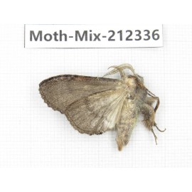 Moths sp. China, Tibet, Linzhi, Bomi county. 1Pcs. Moth-Mix-212336.