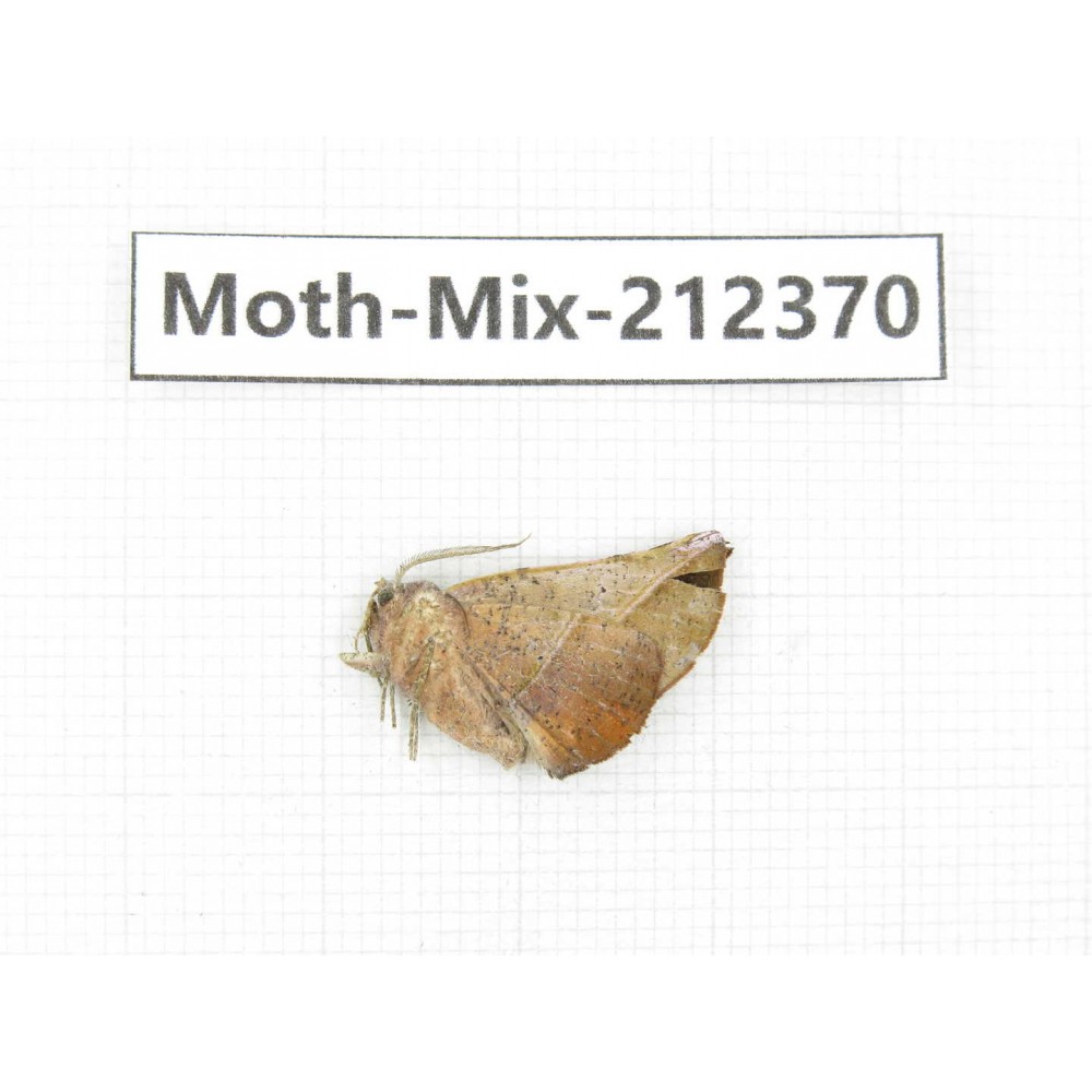 Moths sp. China, Tibet, Linzhi, Bomi county. 1Pcs. Moth-Mix-212370.