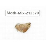 Moths sp. China, Tibet, Linzhi, Bomi county. 1Pcs. Moth-Mix-212370.