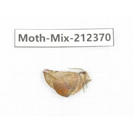 Moths sp. China, Tibet, Linzhi, Bomi county. 1Pcs. Moth-Mix-212370.