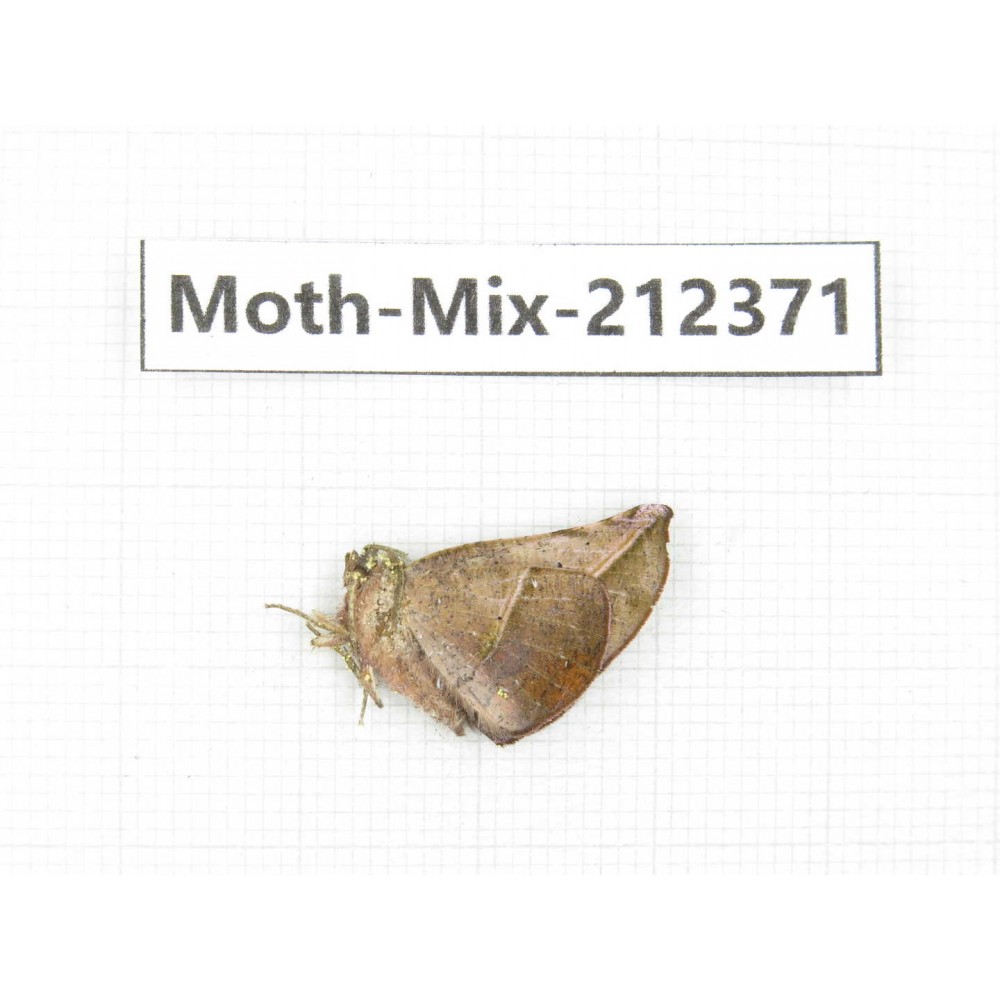 Moths sp. China, Tibet, Linzhi, Bomi county. 1Pcs. Moth-Mix-212371.