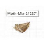 Moths sp. China, Tibet, Linzhi, Bomi county. 1Pcs. Moth-Mix-212371.