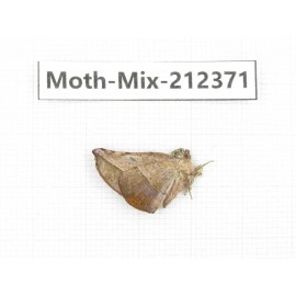 Moths sp. China, Tibet, Linzhi, Bomi county. 1Pcs. Moth-Mix-212371.
