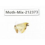 Moths sp. China, Tibet, Linzhi, Bomi county. 1Pcs. Moth-Mix-212373.