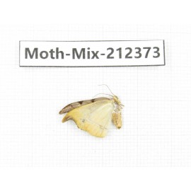 Moths sp. China, Tibet, Linzhi, Bomi county. 1Pcs. Moth-Mix-212373.