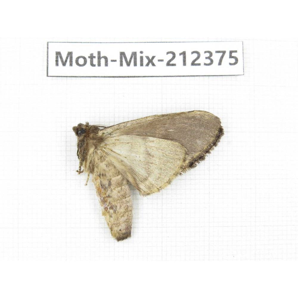 Moths sp. China, Tibet, Linzhi, Bomi county. 1Pcs. Moth-Mix-212375.