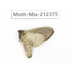 Moths sp. China, Tibet, Linzhi, Bomi county. 1Pcs. Moth-Mix-212375.