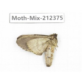 Moths sp. China, Tibet, Linzhi, Bomi county. 1Pcs. Moth-Mix-212375.