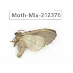 Moths sp. China, Tibet, Linzhi, Bomi county. 1Pcs. Moth-Mix-212376.