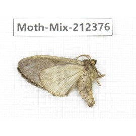 Moths sp. China, Tibet, Linzhi, Bomi county. 1Pcs. Moth-Mix-212376.