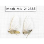 Moths sp. China, Tibet, Linzhi, Bomi county. 2Pcs. Moth-Mix-212385.
