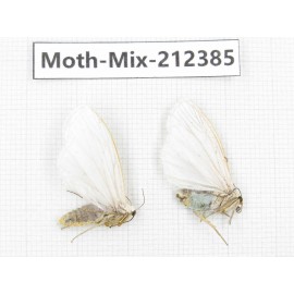 Moths sp. China, Tibet, Linzhi, Bomi county. 2Pcs. Moth-Mix-212385.