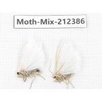 Moths sp. China, Tibet, Linzhi, Bomi county. 2Pcs. Moth-Mix-212386.