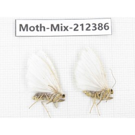 Moths sp. China, Tibet, Linzhi, Bomi county. 2Pcs. Moth-Mix-212386.