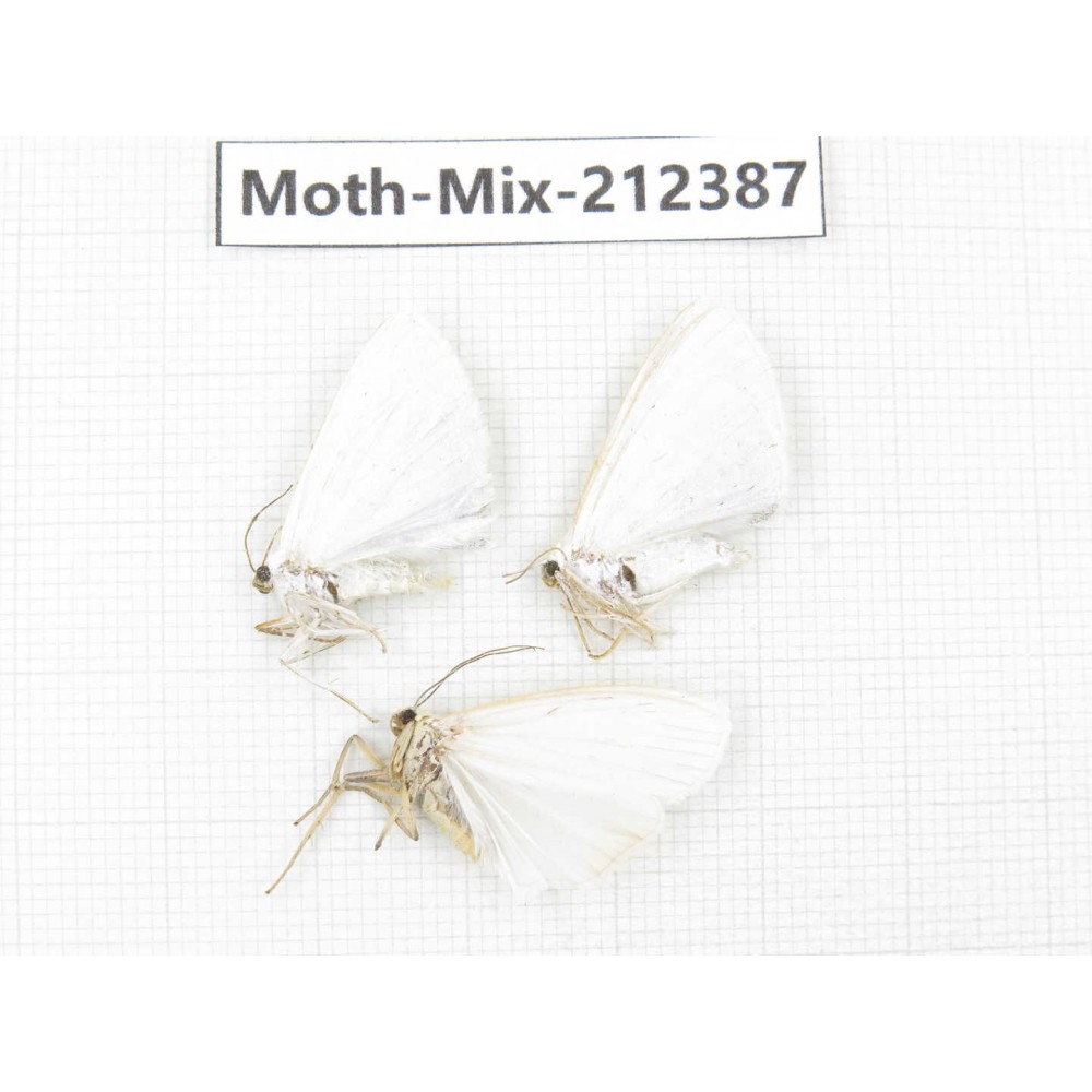 Moths sp. China, Tibet, Linzhi, Bomi county. 3Pcs. Moth-Mix-212387.