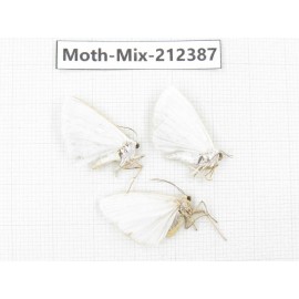 Moths sp. China, Tibet, Linzhi, Bomi county. 3Pcs. Moth-Mix-212387.