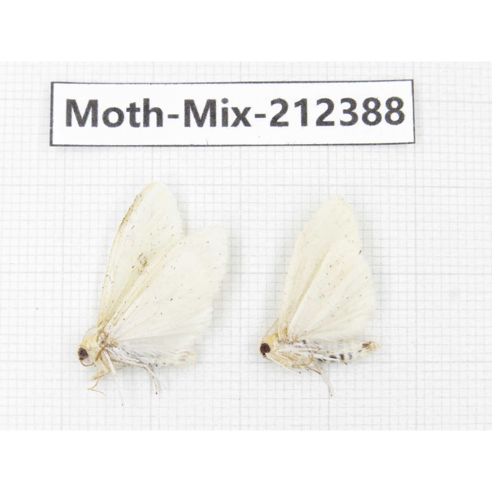 Moths sp. China, Tibet, Linzhi, Bomi county. 2Pcs. Moth-Mix-212388.