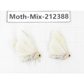 Moths sp. China, Tibet, Linzhi, Bomi county. 2Pcs. Moth-Mix-212388.