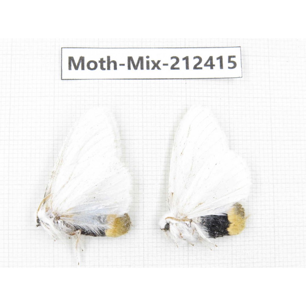 Moths sp. China, Tibet, Linzhi, Bomi county. 2Pcs. Moth-Mix-212415.
