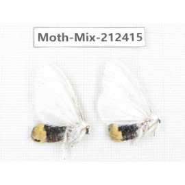 Moths sp. China, Tibet, Linzhi, Bomi county. 2Pcs. Moth-Mix-212415.